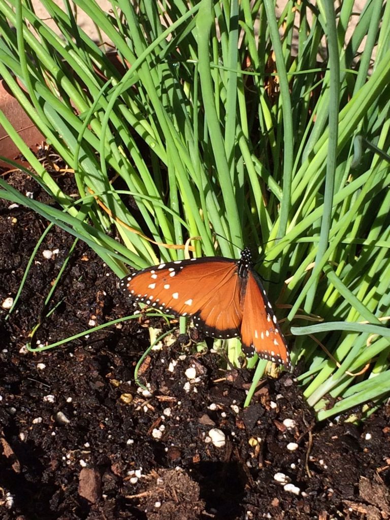 ButterflyFlutterHelenTeague