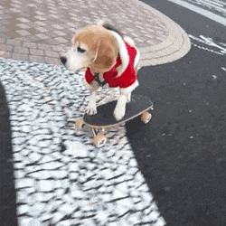 Santa Dog On Skateboard